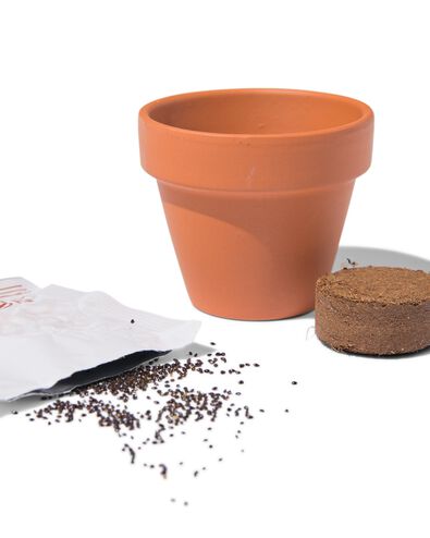 vergeet-mij-nietjes in potje &Oslash;5.5cm