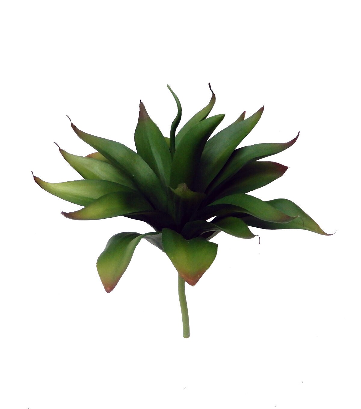 10 Agave Succulent Pick by Bloom Room