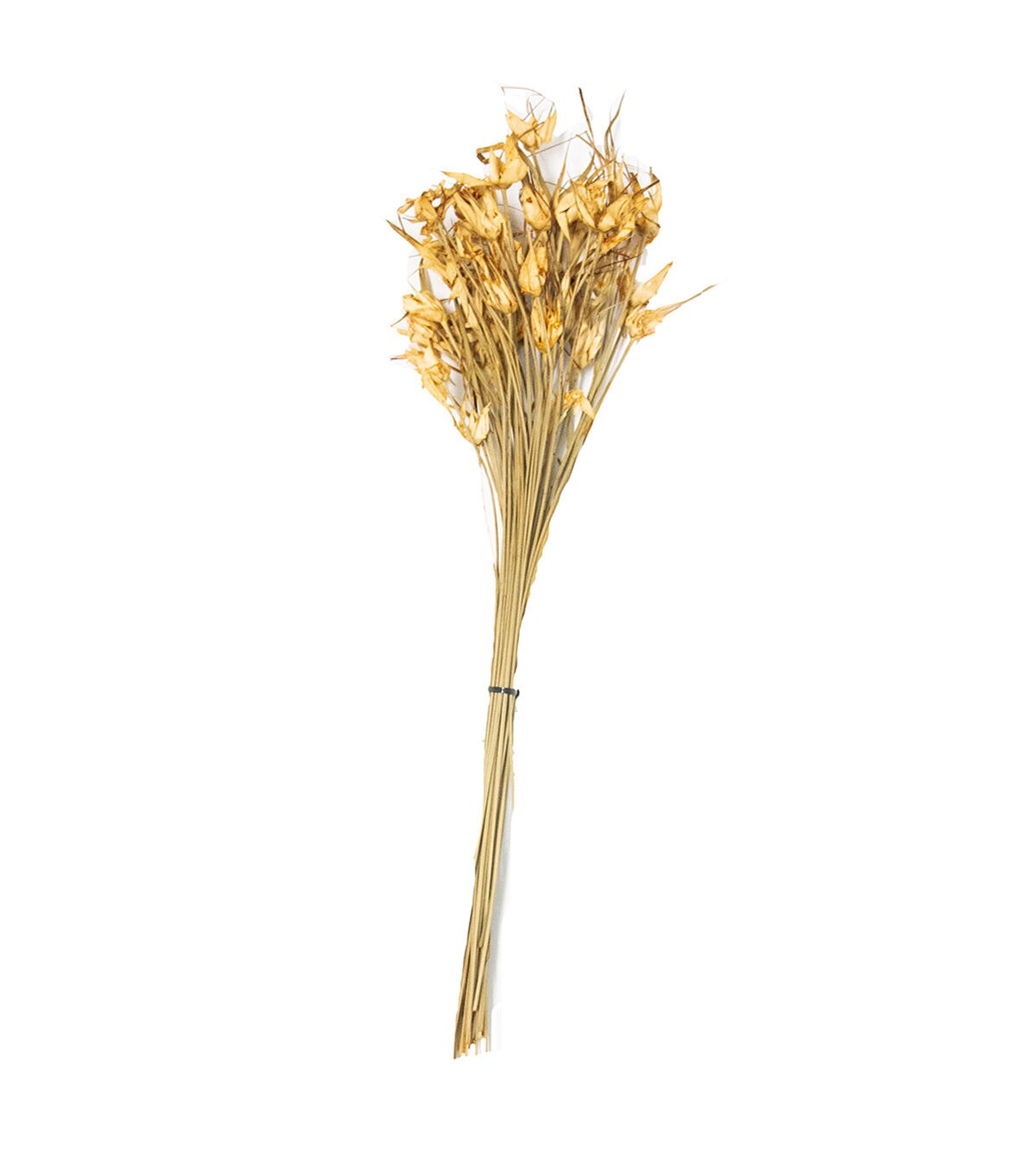 Quality Growers 25 Natural Dried Tulip Star Grass Bouquet