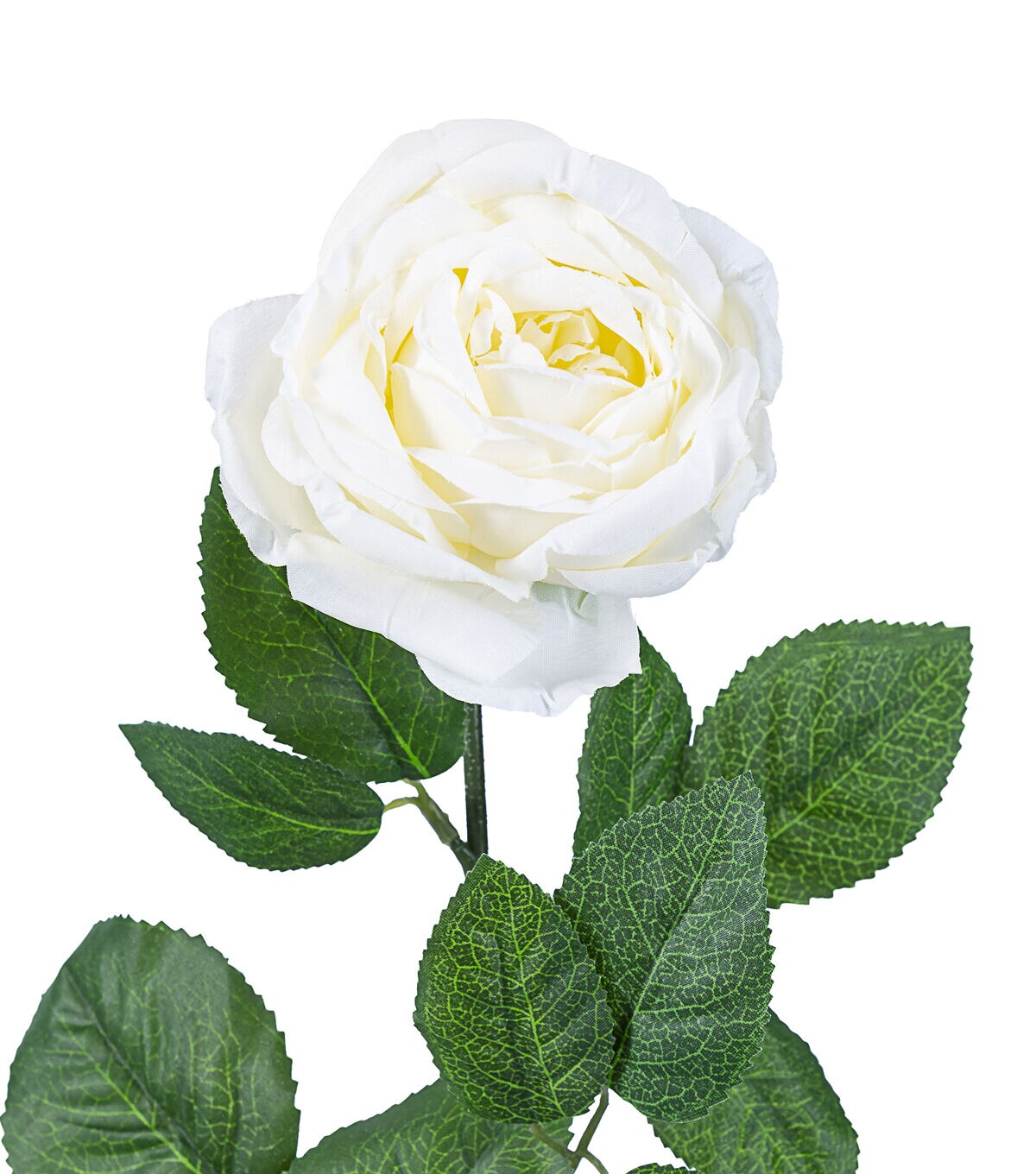 29 Cream Cabbage Rose Stem by Bloom Room