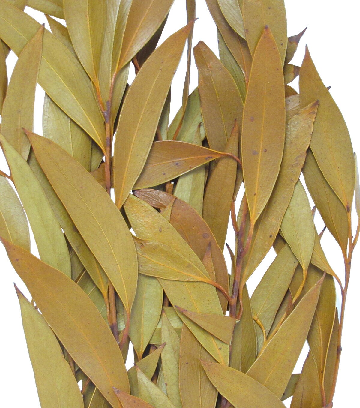 19 Camel Amber Dried Foliage Bouquet by Bloom Room