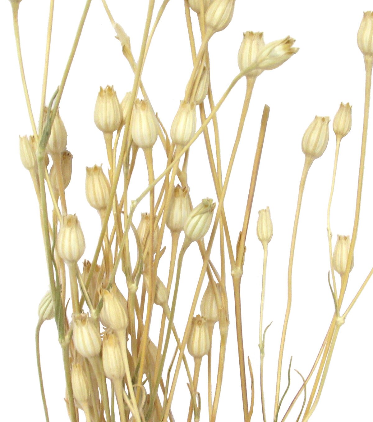 27 Natural Florentine Dried Bouquet by Bloom Room