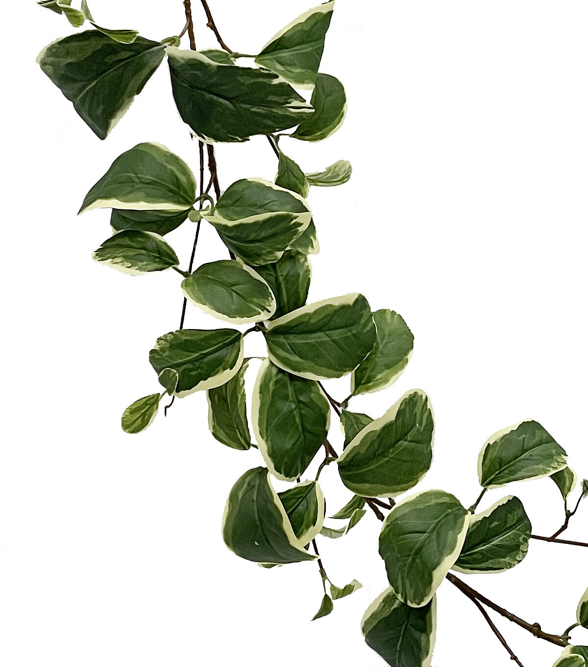 65 Green Dieffenbachia Leaf Garland by Bloom Room