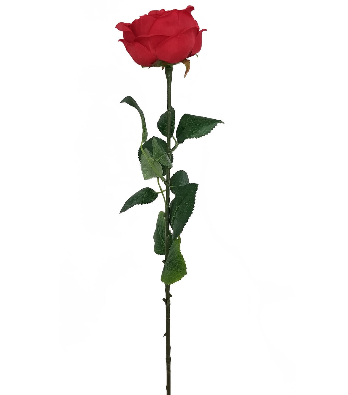 29 Red Cabbage Rose Stem by Bloom Room