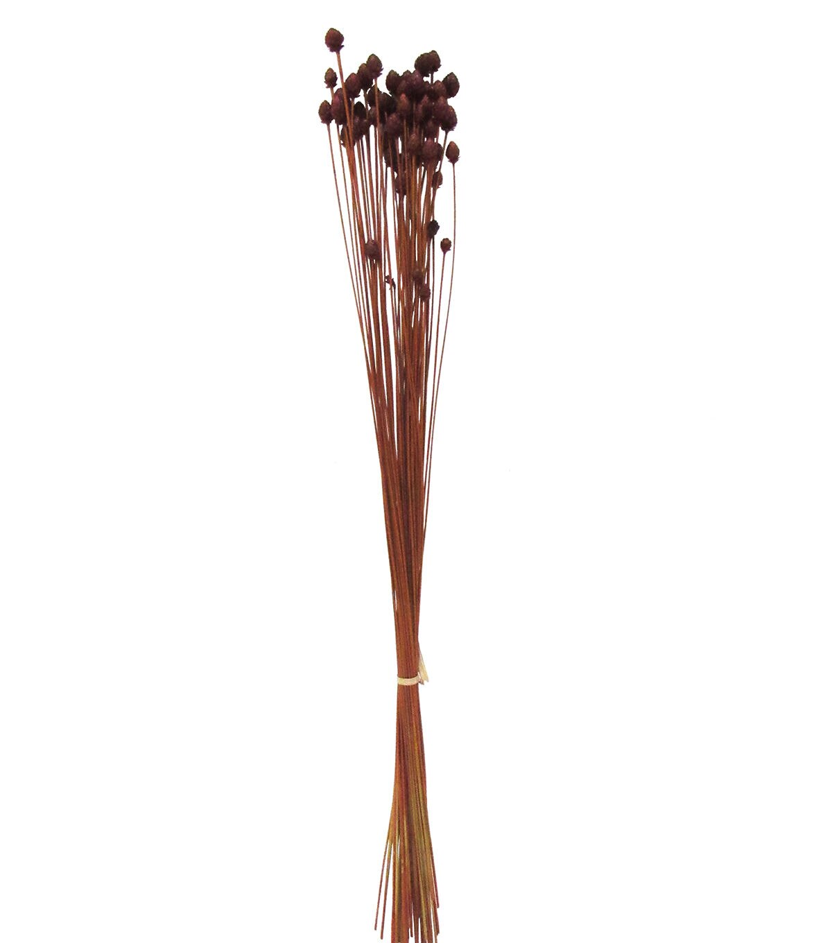 24 Pimentinha Chilli Dried Bouquet by Bloom Room